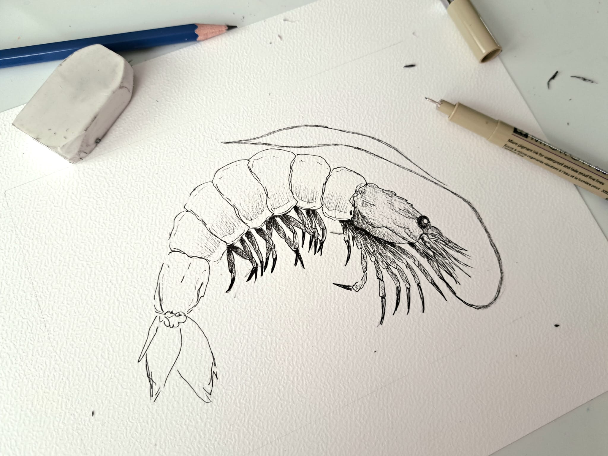 vrij beschikbaar werk aquareldig aquarels en illustraties
